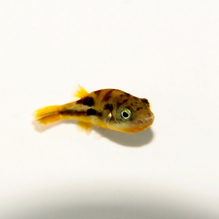 Tetra.travancoricus  Dwerg kogelvis M